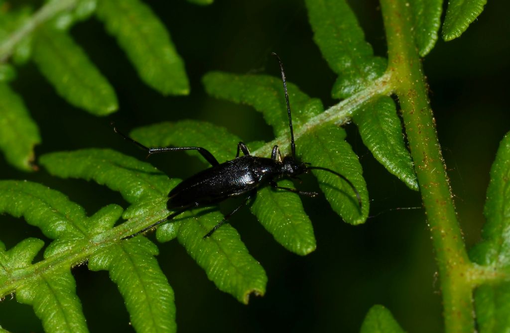 Cerambycidae:  Pedostrangalia revestita (f. melanica)